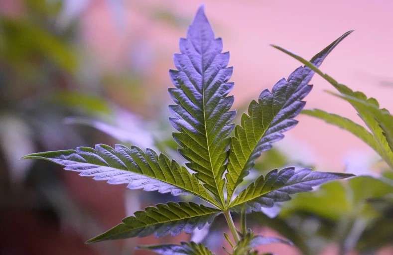 Marihuana alcohol